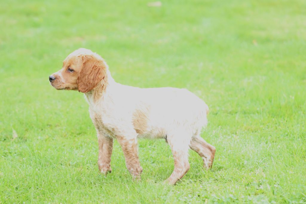 Des Plumes Des Marais Du Cotentin - Chiot disponible  - Epagneul Breton