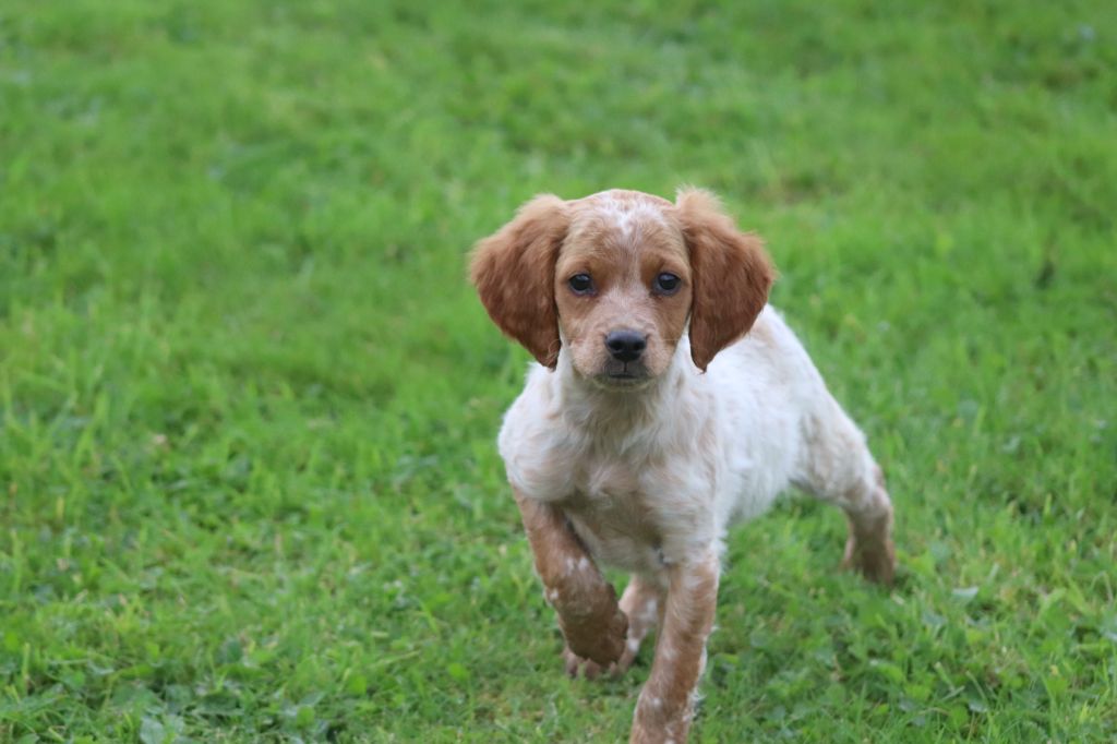 Des Plumes Des Marais Du Cotentin - Chiot disponible  - Epagneul Breton