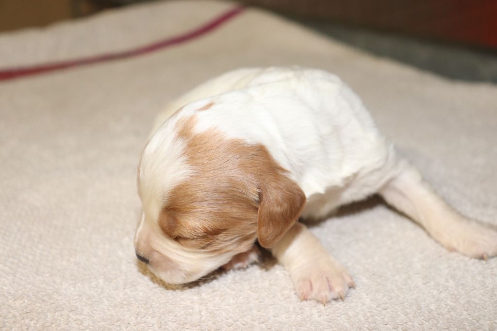 Des Plumes Des Marais Du Cotentin - Chiot disponible  - Epagneul Breton