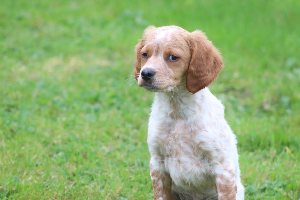 Des Plumes Des Marais Du Cotentin - Chiot disponible  - Epagneul Breton