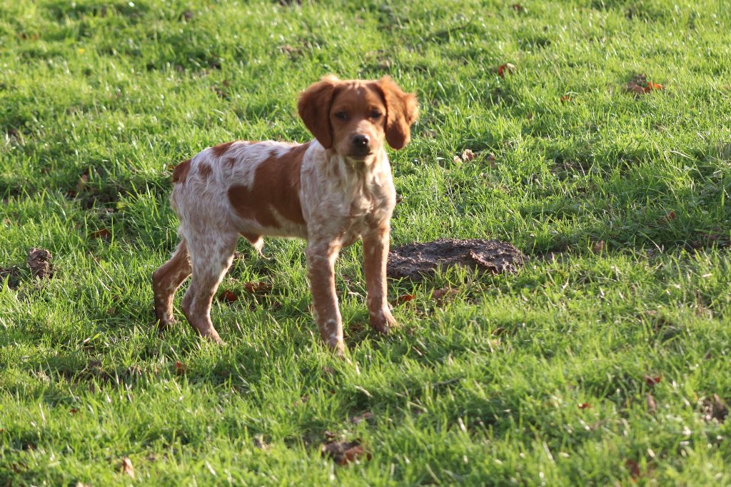 Des Plumes Des Marais Du Cotentin - Chiot disponible  - Epagneul Breton