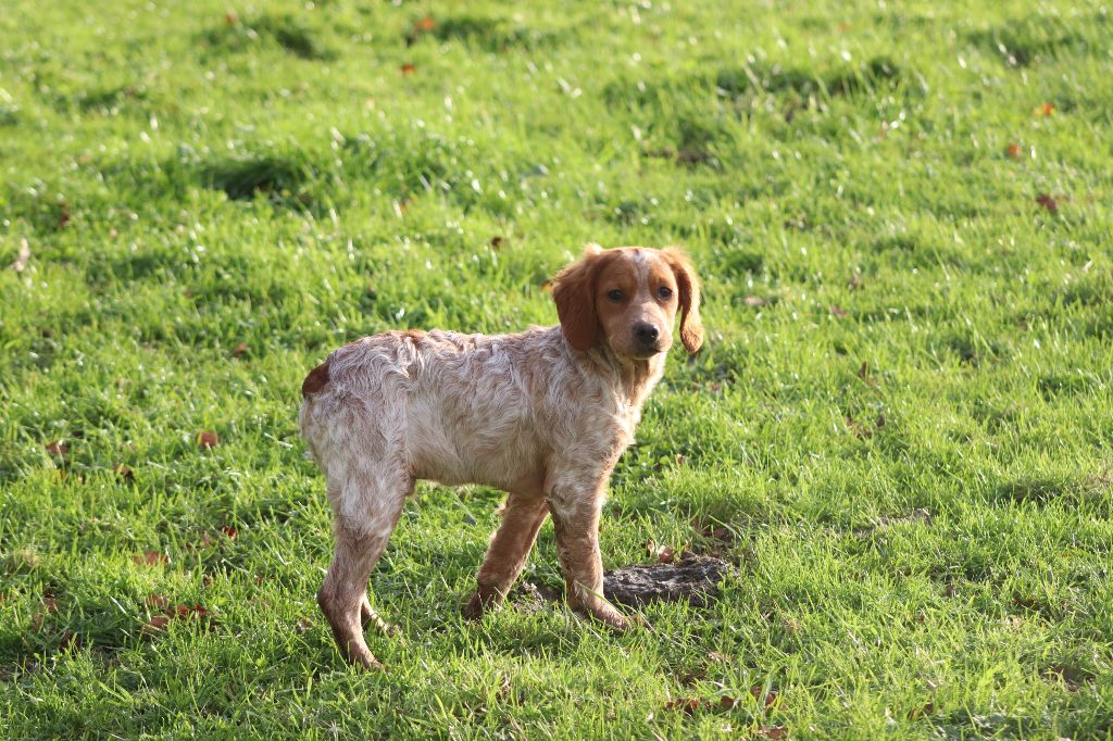 Des Plumes Des Marais Du Cotentin - Chiot disponible  - Epagneul Breton