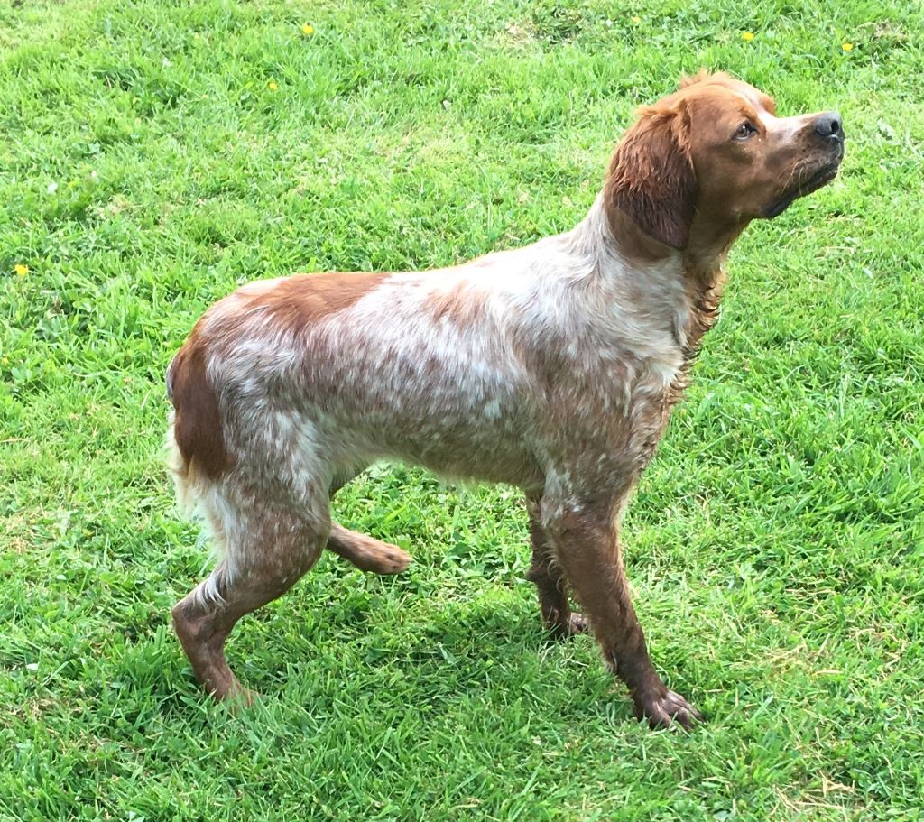 Nala plumes marais cotentin (Sans Affixe)