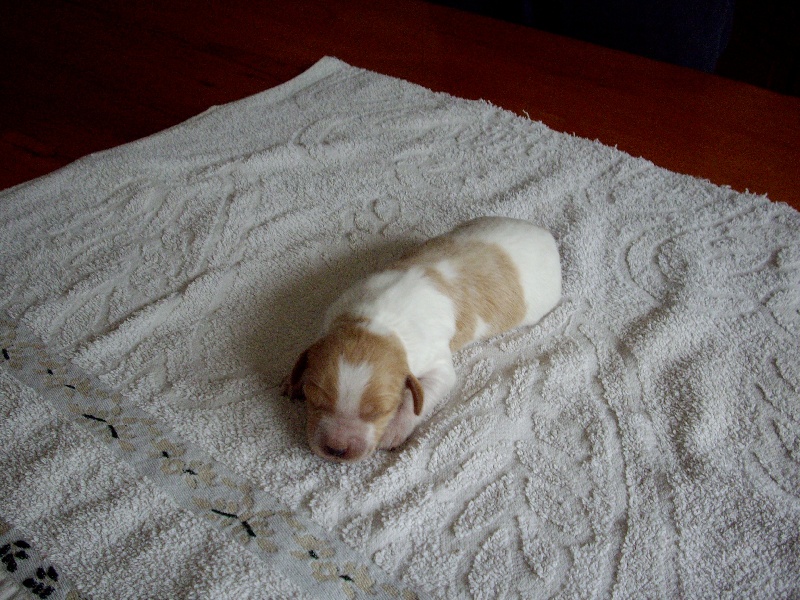 Des Plumes Des Marais Du Cotentin - Epagneul Breton - Portée née le 13/09/2012
