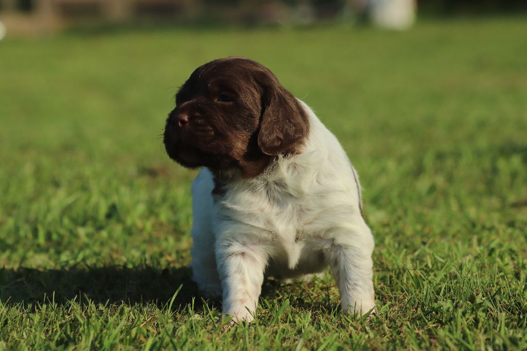Des Plumes Des Marais Du Cotentin - Epagneul Breton - Portée née le 04/04/2020