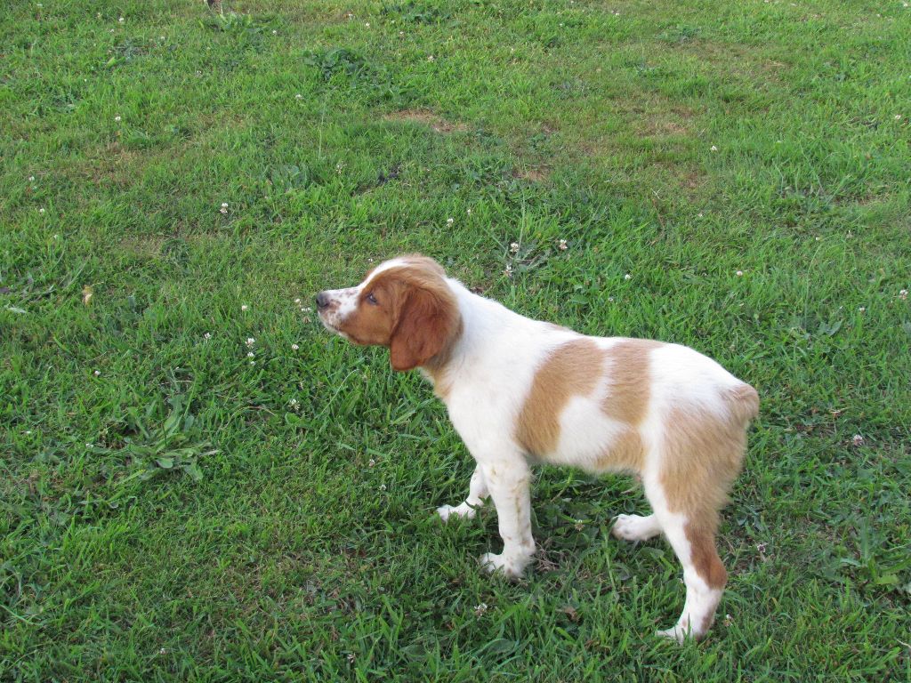 Des Plumes Des Marais Du Cotentin - Epagneul Breton - Portée née le 27/04/2017