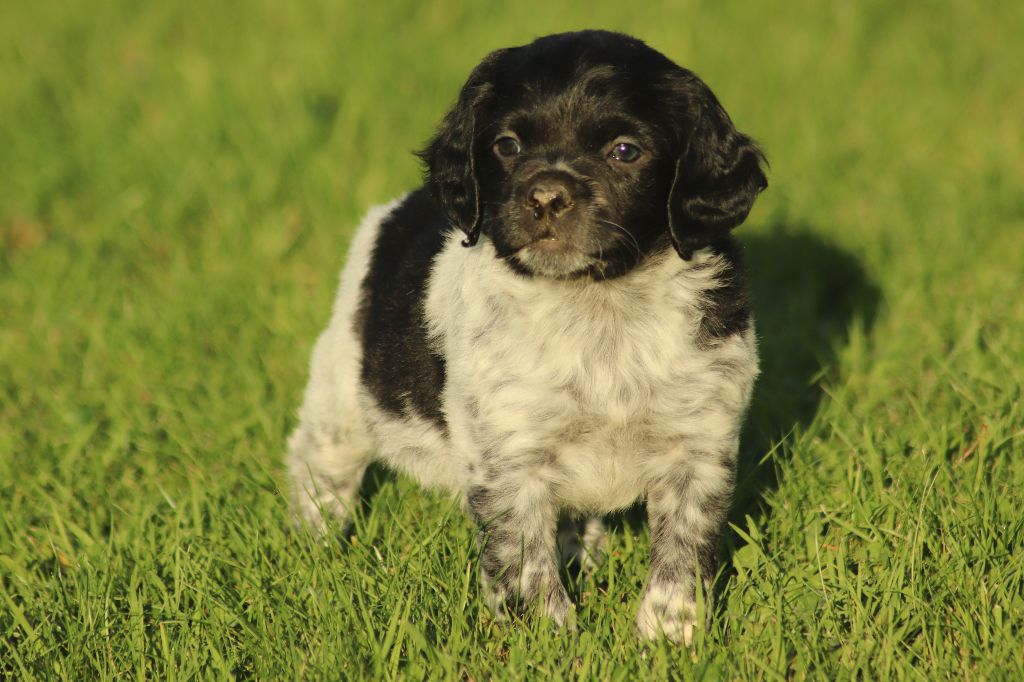 Des Plumes Des Marais Du Cotentin - Epagneul Breton - Portée née le 10/09/2019